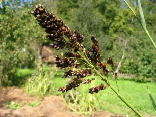 Mohrenhirse, Sorghum bicolor