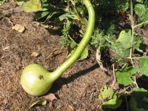 Weinheber-Kalebasse, Lagenaria siceraria