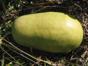 Einmachmelone, Citrullus sp.