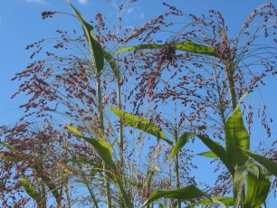 Besenhirse, Sorghum durra