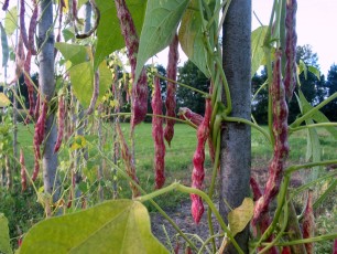 Stangenbohne Steirische Wachtel, Phaseolus vulgaris