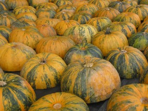 Kürbiskern-Kürbis (Ölkürbis), Cucurbita pepo