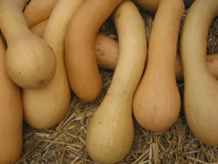 Kürbis Trombolino, Cucurbita moschata