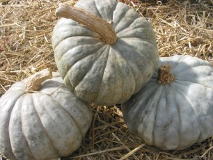 Kürbis Krasnodar, Cucurbita maxima