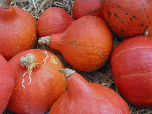 Hokkaido-Kürbis, Cucurbita maxima