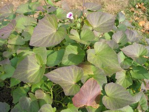 Süßkartoffel, Batate, Ipomoea batatas