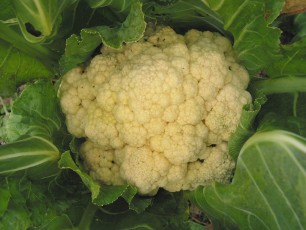 Karfiol, Blumenkohl, Brassica ol. var. ol. Bothrytis