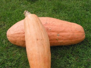 Kürbis Rosa Banane, Cucurbita maxima