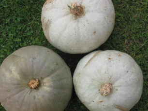 Kürbis Blauer Ungar, Cucurbita maxima