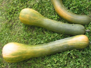 Kürbis Langer von Zadar, Cucurbita moschata