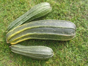 Zucchini mit Rippen, Cucurbita pepo