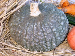 Kürbis Futsu, Cucurbita maxima