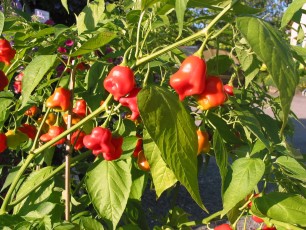 Glockenpaprika, Capsicum baccatum