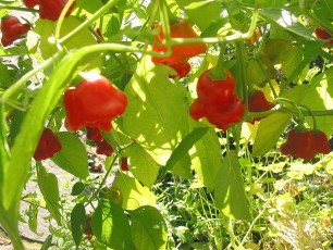 Glockenpaprika, Capsicum baccatum