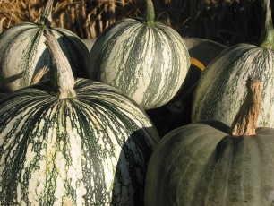 Pepita-Kürbis, Cucurbita mixta