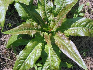 Spargelsalat, Lactuca sativa