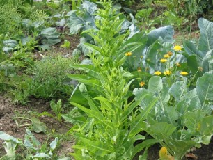 Spargelsalat, Lactuca sativa