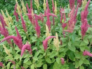 Getreide-Amarant, Amaranthus blitum