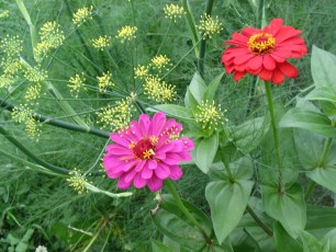 Gemüsefenchel-Blüten und Zinnien