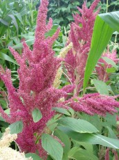 Getreide-Amarant, Amaranthus blitum