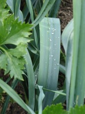 Winterlauch, Allium porrum