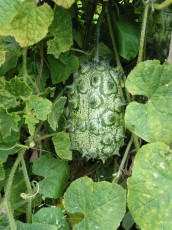 Stachelgurke, Kiwano, Cucumis metuliferus