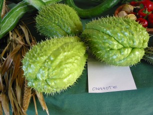 Chayote, Sechium edule