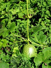 Feigenblatt-Kürbis, C. ficifolia