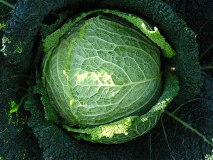 Kopfkohl, Wirsing, Brassica ol. var. ol. capitata