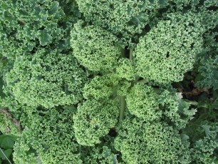 Federkohl, Brassica ol. convar. acephala