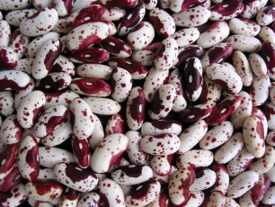 Buschbohne Forelle, Phaseolus vulgaris nanus