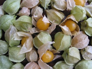 Ananaskirsche, Physalis pruinosa