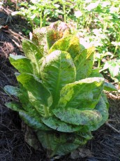 Forellen-Salat, Lactuca sativa