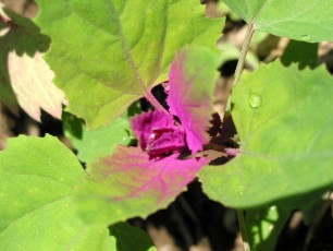 Baumspinat, Chenopodium giganteum