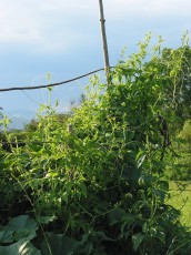 Cyclanthera, Scheingurke, Cyclanthera pedata