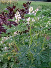 Speiselupine, Lupinus lut./angustifol.