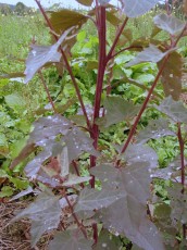 Rote Gartenmelde, Atriplex hortensis