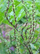 Rote Bete, Rote Rübe, Beta vulgaris, Samenstand