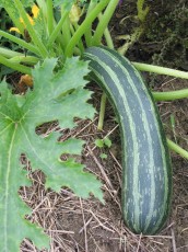 Zucchini mit Streifen, C. pepo