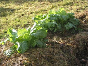 Chinakohl, Brassica rapa ssp. pekinensis