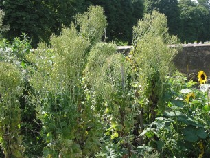 Salatblüte, Lactuca sativa