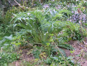 Artischocke, Cynara scolymus