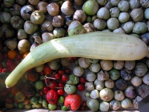 Slowenische Riesengurke auf Tomatillo