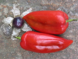 Paprika Montenegro, Capsicum annuum