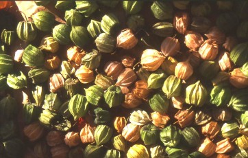 Andenbeere, Physalis, Physalis peruviana