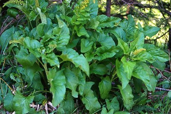 Guter Heinrich, Chenopodium bonus-henricus