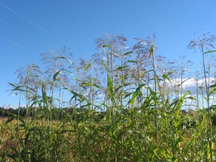 Besenhirse, Sorghum durrum