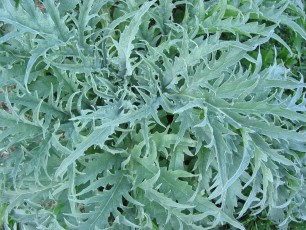 Artischocke, Cynara scolymus