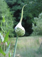 Lauch, Allium porrum