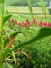 Getreide-Amarant (rot), Amaranthus blitum